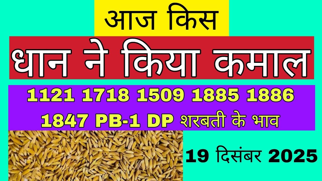 धान का भाव आज 🔴19 दिसंबर 2025 | 1509,1121, बासमती | Dhaan Rate Today | Agri Commodity Price