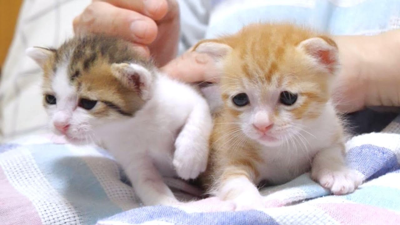 ミルクどこー？とヨチヨチ歩きで探す子猫たちがカワイイ【赤ちゃん猫　保護猫】