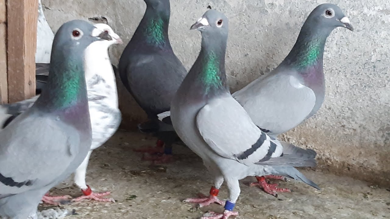 Racer pigeons Quetta some pairs for sale 03338215843
