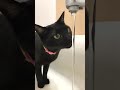 蛇口から一生懸命水を飲もうとする不器用な黒猫がかわいい #shorts #おもしろい #ASMR #気持ちいい音