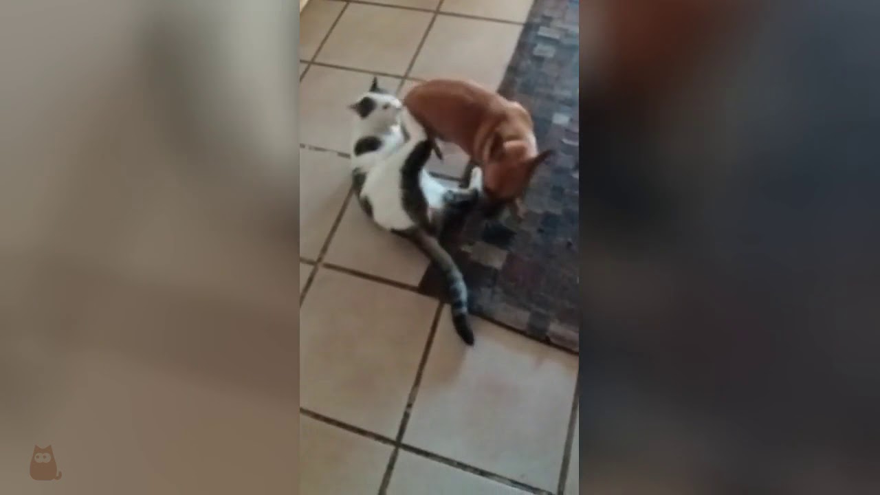 Gatos y PERROS PELEANDO - YouTube