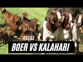 Boer vs Kalahari Goat