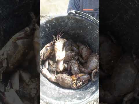 Caçando Guaiá