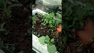 #mahagarden #menthikura #cutting #fenugreek #harvesting#youtubeshorts#youtubeshorts#shortvideo