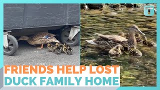 Friends Help Ducklings Find Their Way Home