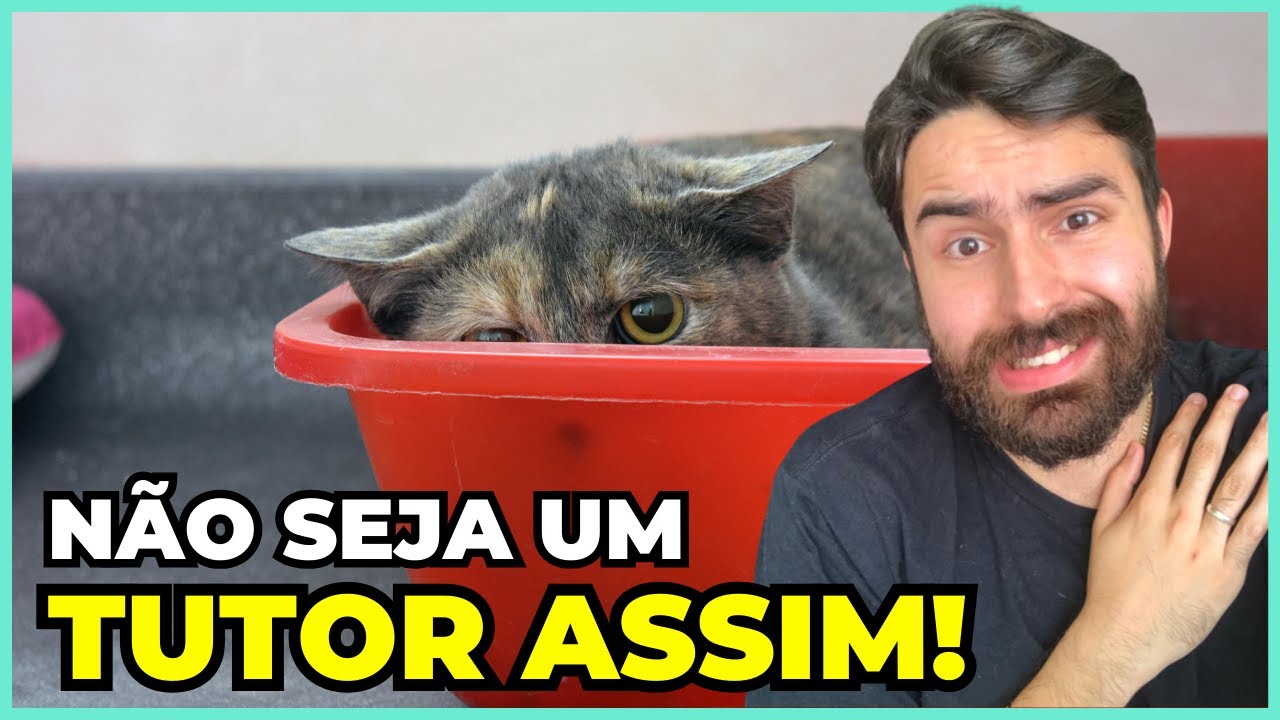 7 Erros IMPERDOÁVEIS Que Você NÃO Pode Cometer Com Seu Gato!