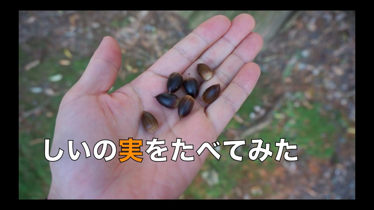 しいの実を食べてみた【秋の味覚】 YouTube しいの実を食べてみた【秋の味覚】 YouTube