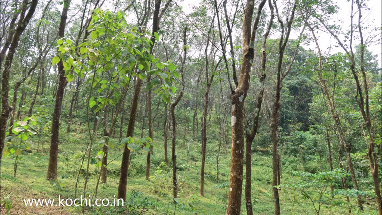 1.72 acres land at Pattimattom Cochin Kerala Price 1.20 lakhs