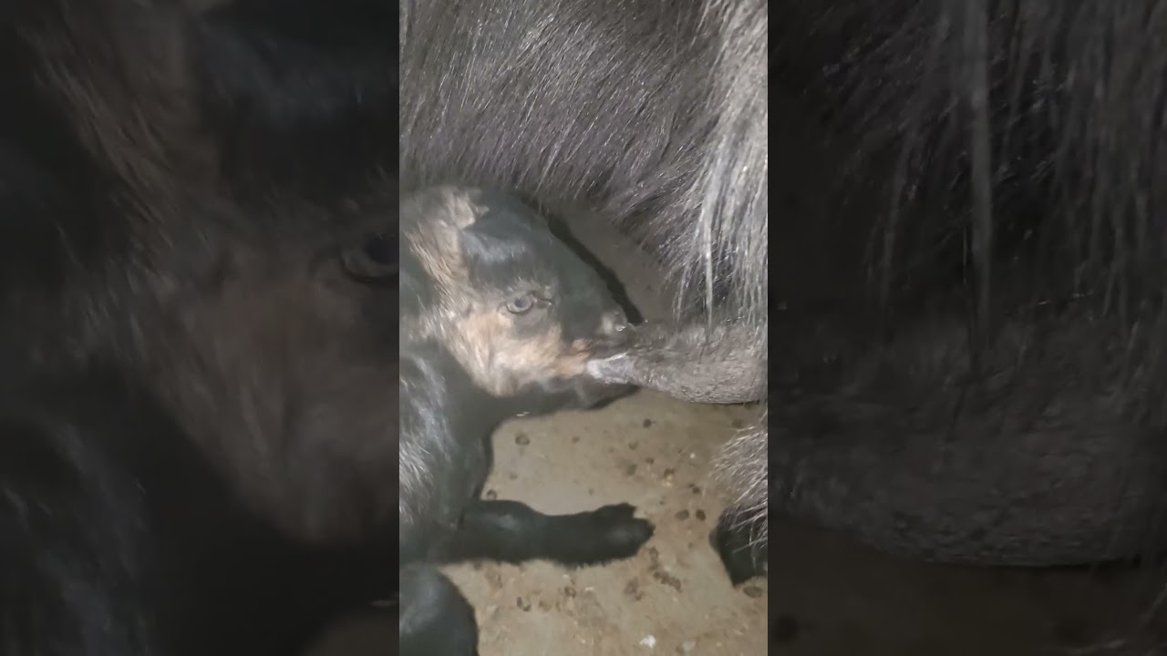 Beautiful Bond: Baby Goat Nursing from Their Mothers