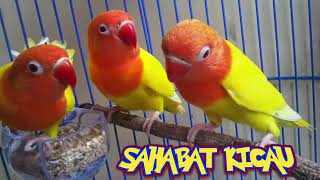 M4nT4p !! Suara Burung Lovebird Buat Pancingan