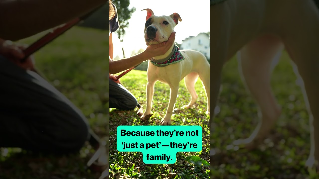 Because They’re Not ‘Just a Pet’—They’re Family: Cherish Their Memory Forever 