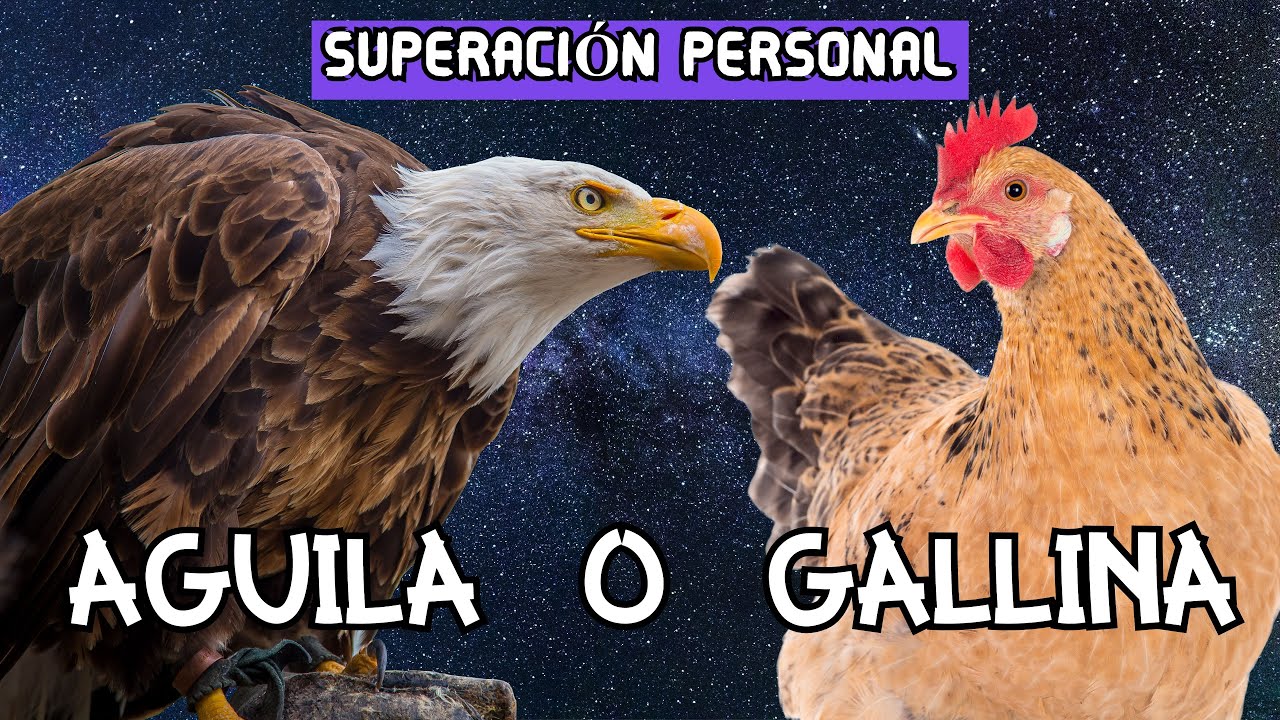 Top 51+ imagen metafora de la gallina y el aguila - Abzlocal.mx