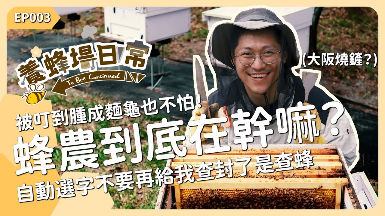 被蜜蜂叮到腫成麵龜！蜂農平常到底在幹嘛？《養蜂場日常 EP003》