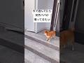 柴犬の大好きなパパとの再会シーンが可愛すぎる！　#柴犬　#犬　#かわいい #癒し　#shorts