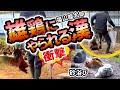 鶏の漢シリーズ⁉️【福山鶏にジャンピングキックくらう⁉️笑】