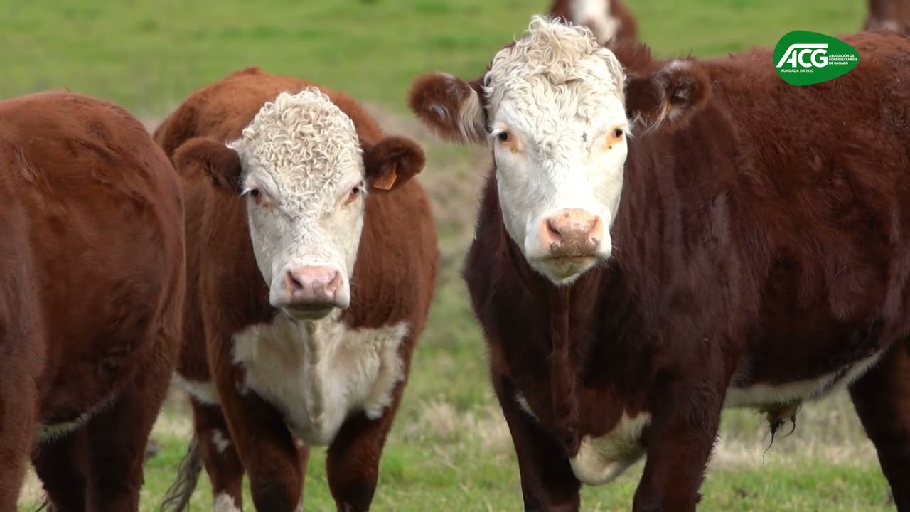 Mercado ganadero 02/02/26 - Martin Zerbino