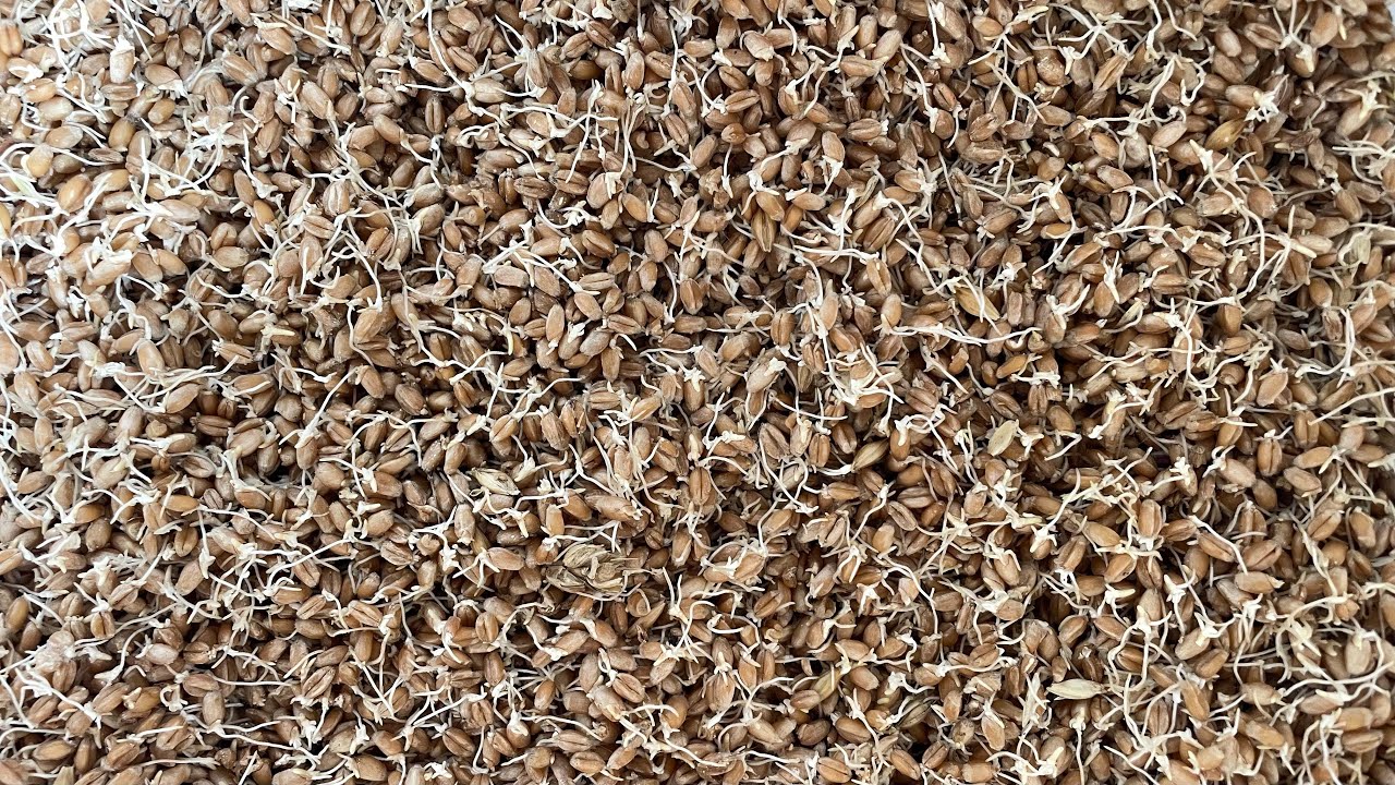 Да си направим кълнове за храна на нашите кокошки 🐓🐥Прекрасна храна!