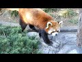 ➓【野毛山日和】イチゴちゃん(♀)⇒Red Panda &quot;Ichigo&quot; - Yokohama Nogeyama Zoo (In April of 2021)