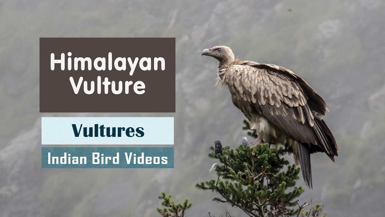 The Himalayan Vulture (Gyps himalayensis) 
