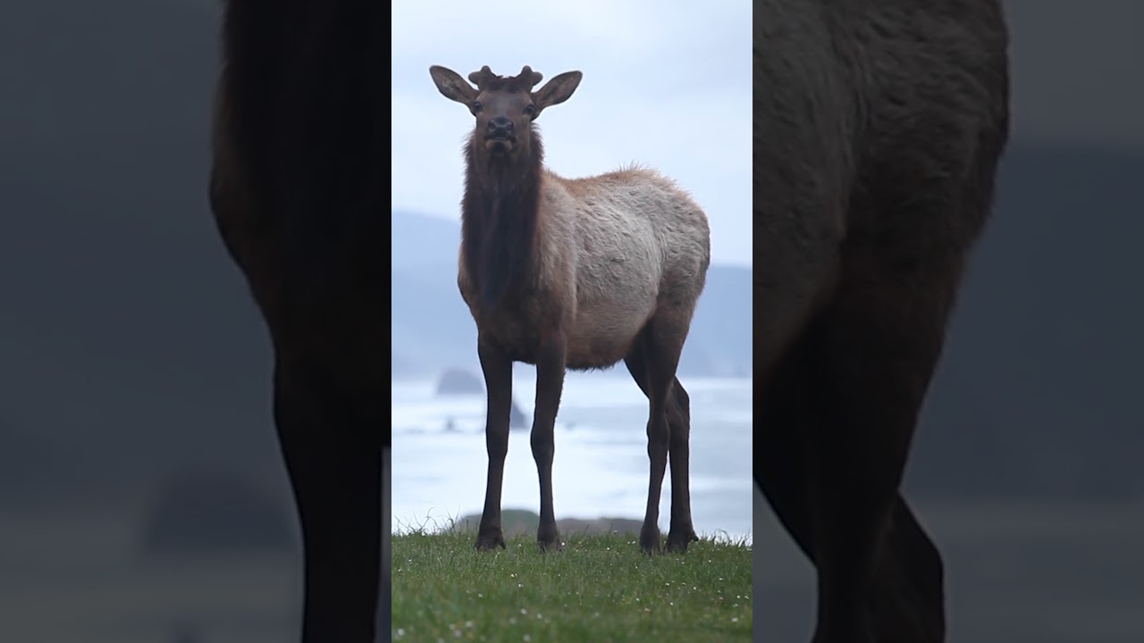 The Beauty of Nature: A Compilation of Wildlife from Across the United States