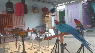 Suara Burung Macaw 