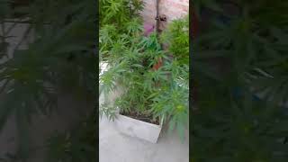 seguimiento gg#4, gala Rkiem, bellaxskunk, chemxbubble. exterior inicio preflora