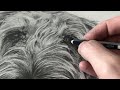Speed pencil drawing: Caffrey the dog pet portrait