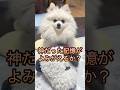 エジプトの曲を犬に聴かせてみた