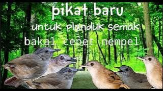 suara pikat burung blondotan liar terbaru