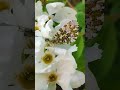 Exochorda "The Bride" plus the underwing of a female Orange-tip butterfly.