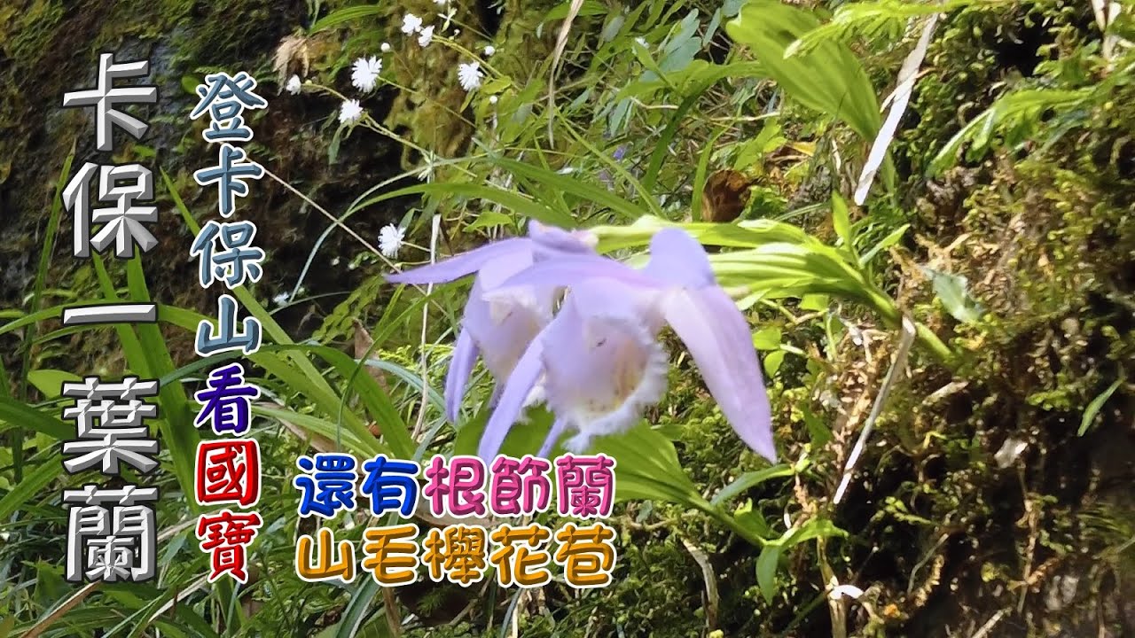 登卡保山賞國寶級一葉蘭 順賞根節蘭 山毛櫸花苞 雲森4瀑 阿花瀑布 Fp122 1 Youtube 登卡保山賞國寶級一葉蘭 順賞根節蘭 山毛櫸花苞 雲森4瀑 阿花瀑布 Fp122 1 Youtube