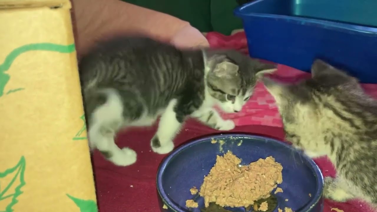 The Cereals eat breakfast