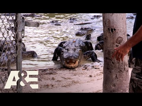 storage-wars:-miami:-kevin's-alligator-head-(season-1,-episode-4)-|-a&e