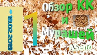 Обзор колоний и КК Часть 1 Обзор колоний и КК Часть 1