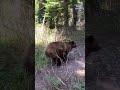 Hikers dodge charging grizzly bears at Glacier National Park. See the video.