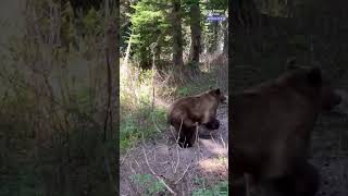Hikers dodge charging grizzly bears at Glacier National Park. See the video.