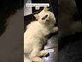 Good Morning Cute Cat Catshorts Viral Viralvideo Viralshorts Catvideos Cutecat Love Cute