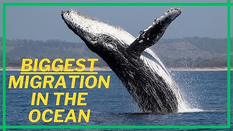 Humpback Whale Migration | the Biggest Migration in the Ocean