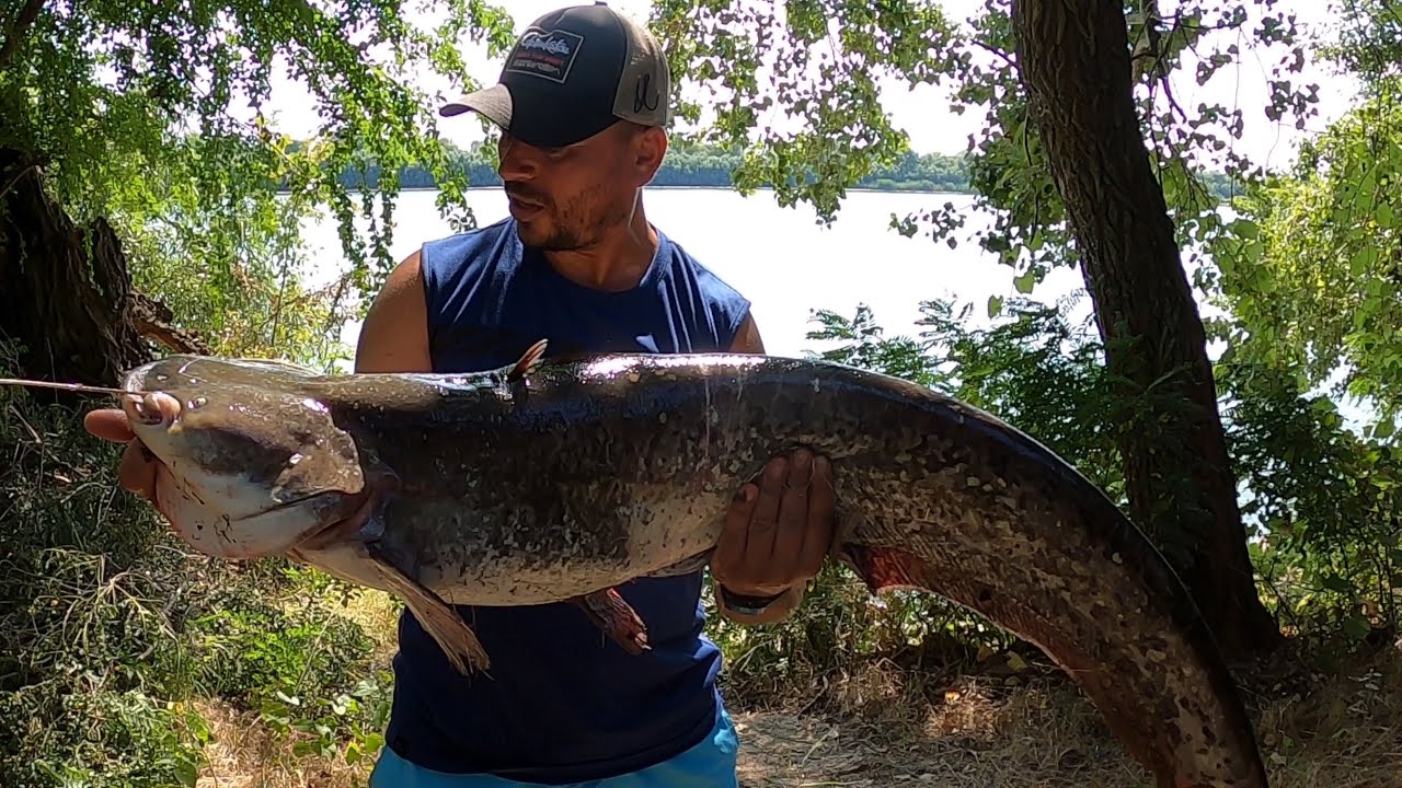 Brațul Chilia a dat pește frumos printre care și un mustăcios 🐟🎣