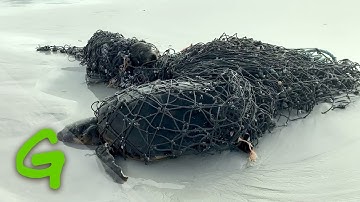 Ghost Nets: The hidden threat to marine life