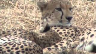 Courting Pair Of Cheetahs
