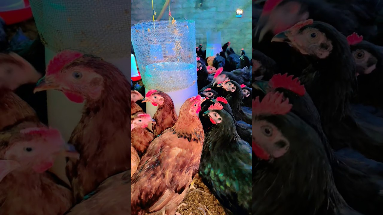 RIR VS Black Australorp 