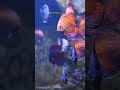 A Surprising Discovery Inside Fish Could Change What We Know About the Ocean #science #research