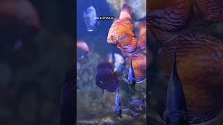 A Surprising Discovery Inside Fish Could Change What We Know About the Ocean #science #research