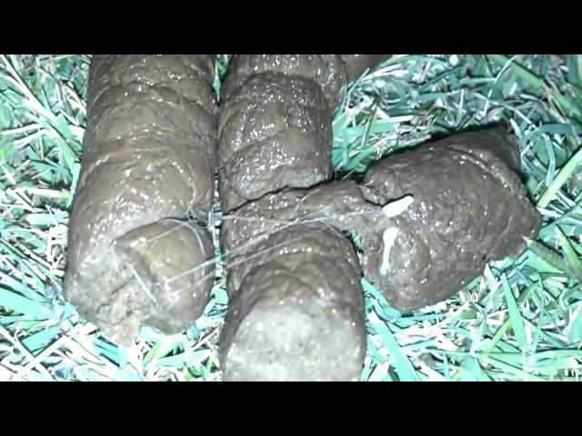 whip worms in dogs whipworms in dogs whip worms in dogs whipworms in dogs