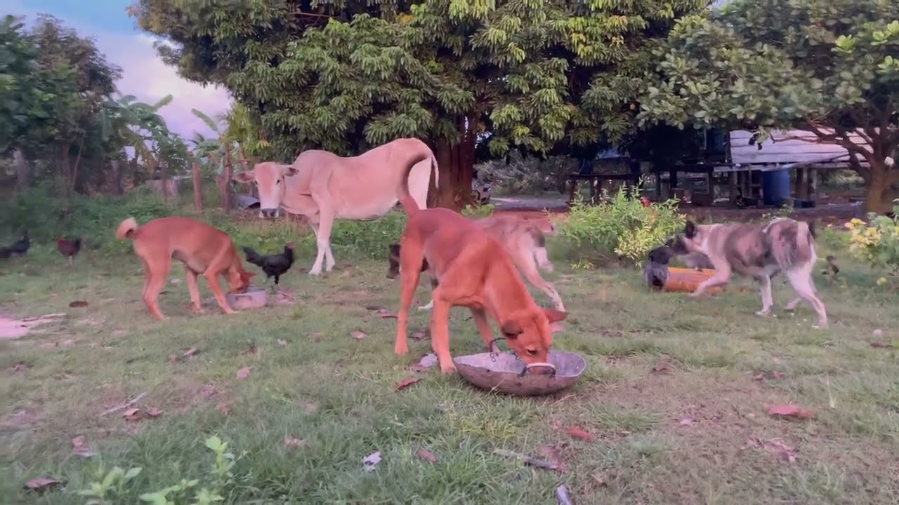 Poor Man save stray dog life YouTube