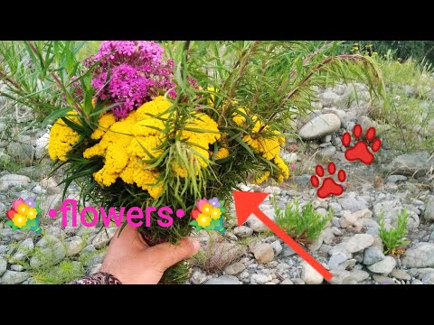 თაიგული მინდვრის ყვავილებით • Bouquet of wildflowers