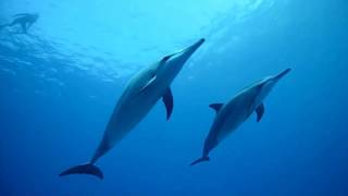 Download Lagu Dolphino - Set Them Free (Free The Dolphins) (Force & Gordon's Radio Mix) (1996)