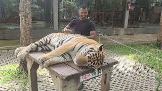 Thailand Tiger Park #tiger #tiger park #lifestyle #thailand #viral #shorts #youtube