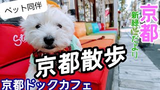 犬カフェ 犬旅 犬と京都 ペット同伴 の 京都カフェ に行きました トロと 犬連れの旅 トロの目的は 舞妓 さん 京都旅行 京都グルメ Youtube